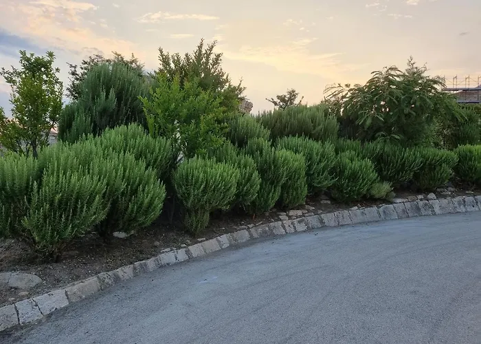 D'avalos ヴェノーザ